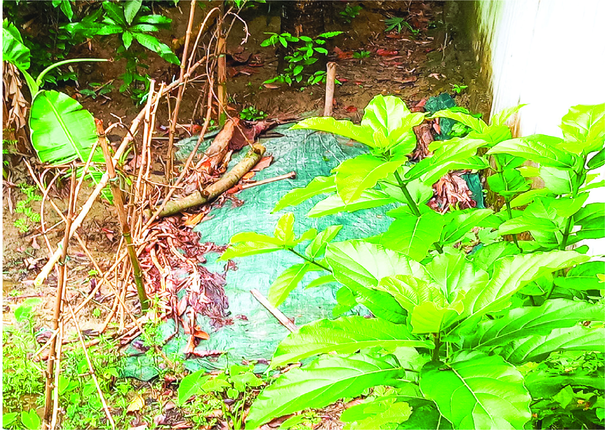 Image of মো: ফারুক